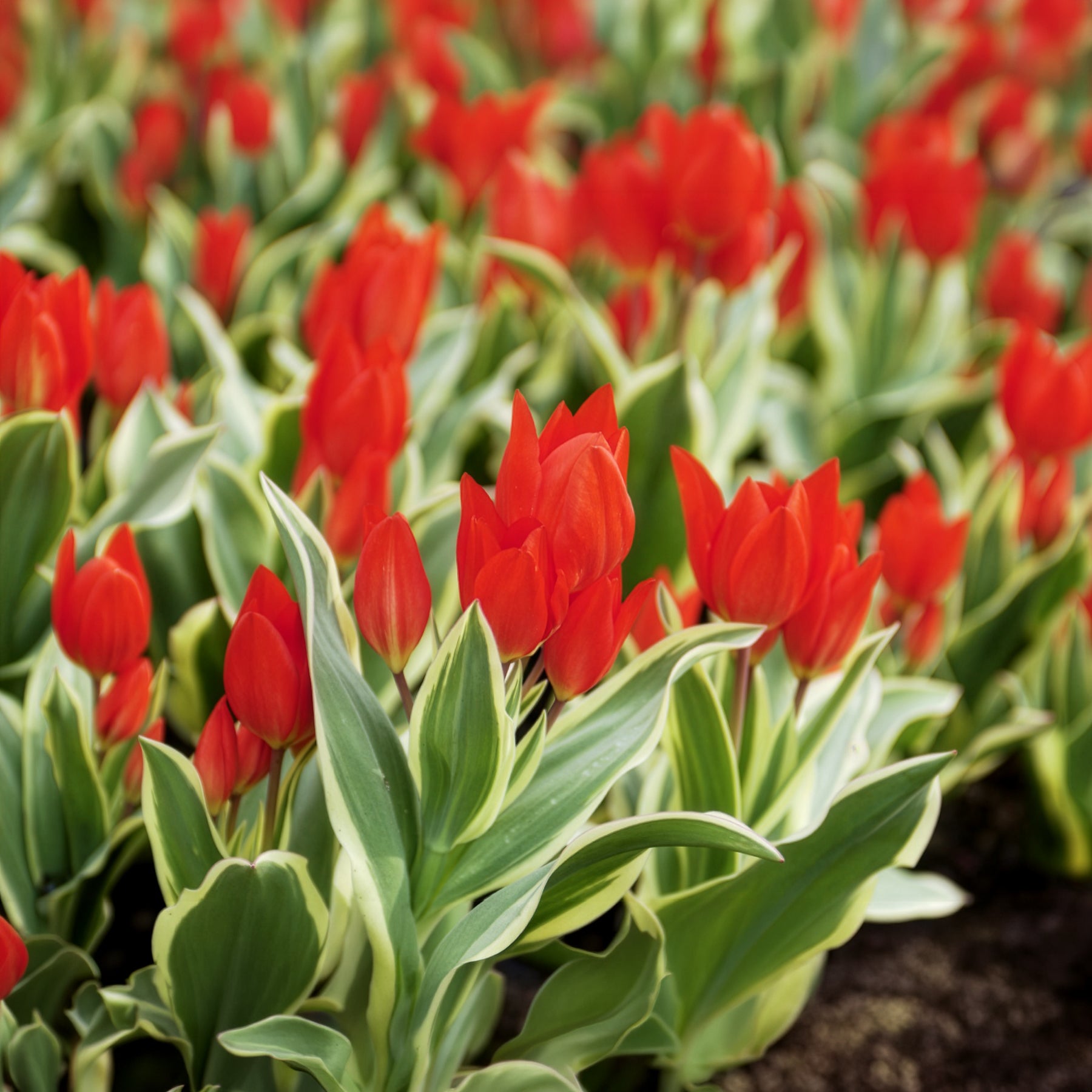 Botanische tulp Unicum -  - Willemse