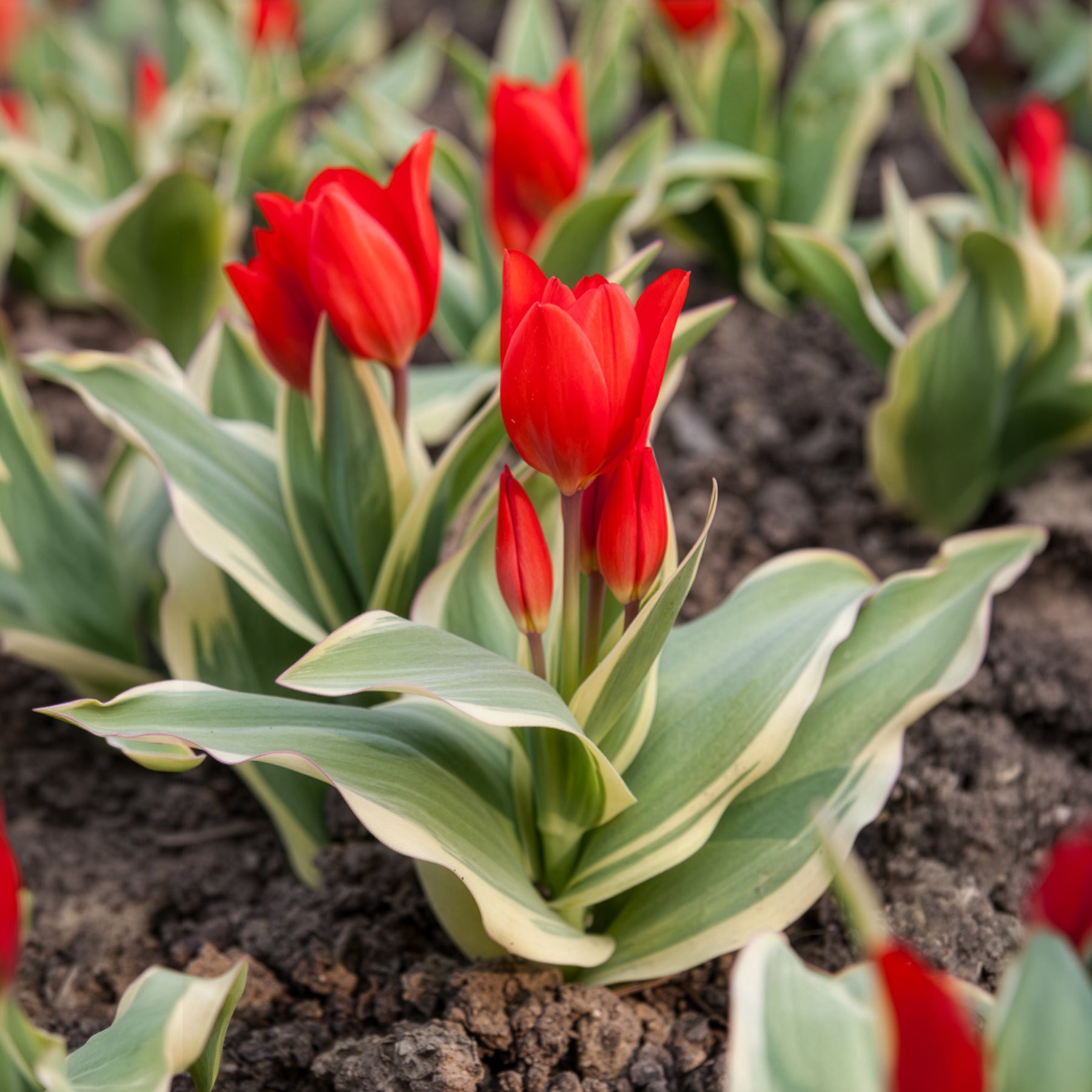 Botanische tulp Unicum - Willemse