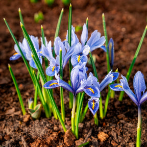 50 bollen bijvriendelijke bloemen geel/paars