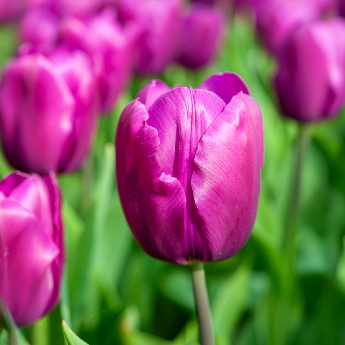 Voorjaarsbollen voor regenboogborder