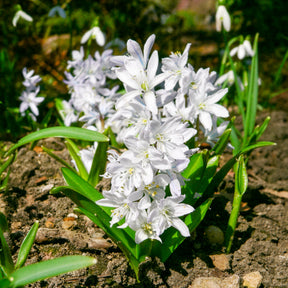 Verkoop Voorjaarsbollen voor rood-witte border - Narcissus Ice Follies, Pusckina alba, Tulipa Apeldoorn, Exotic Emperor, Seadov