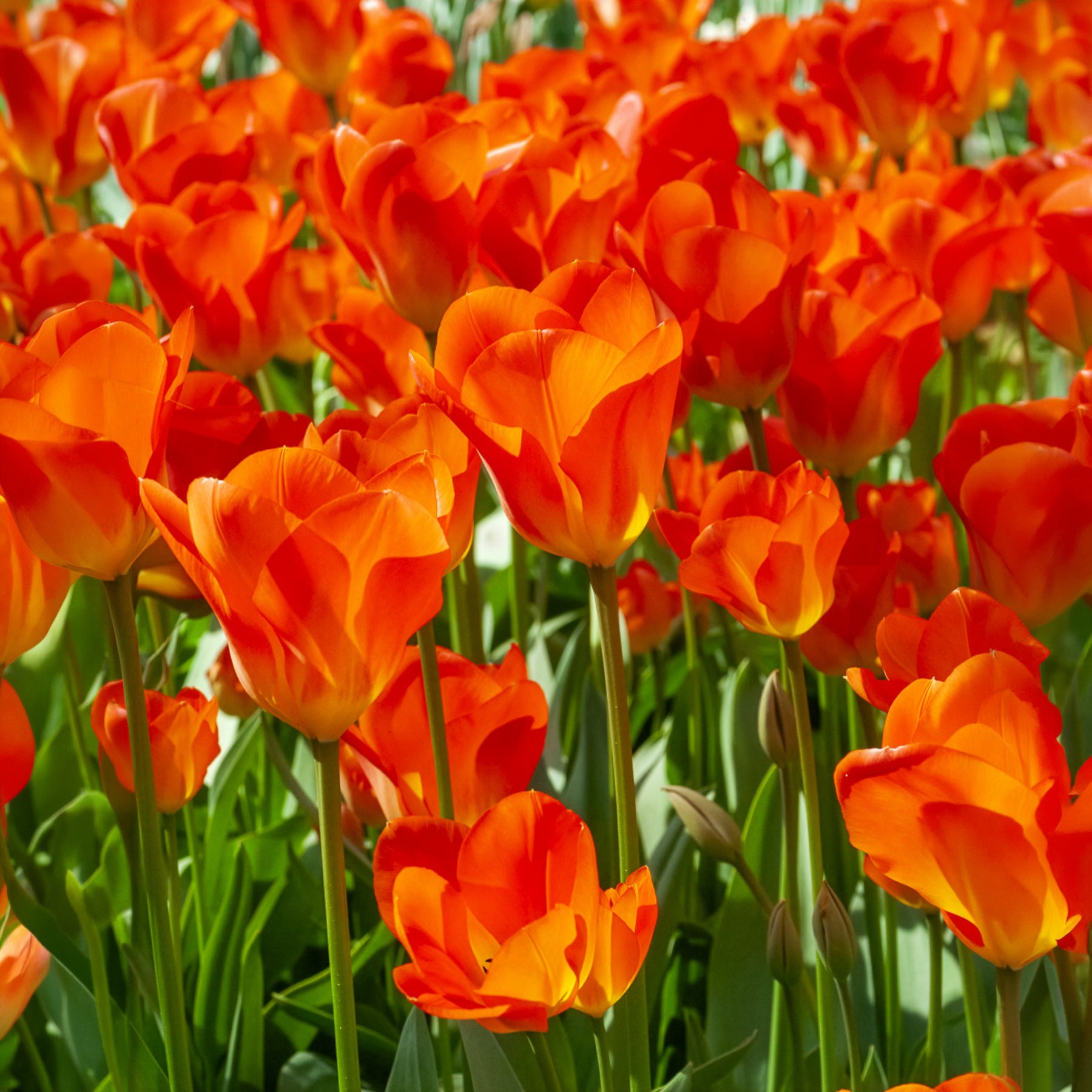 Voorjaarsbollen voor geel-oranje border - Tulipa Orange Breeze, Blushing Apeldorn, Appeldorn's Elite, Narcissus Martinette - Willemse