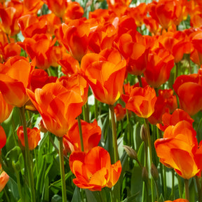 Voorjaarsbollen voor geel-oranje border - Tulipa Orange Breeze, Blushing Apeldorn, Appeldorn's Elite, Narcissus Martinette - Willemse
