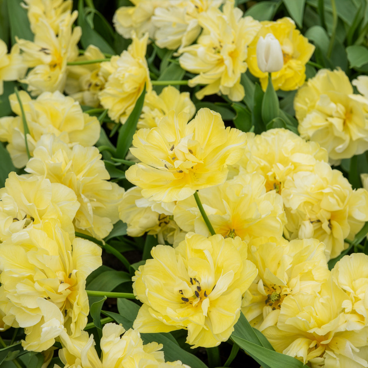 Dubbele vroege tulp Mondial - Willemse