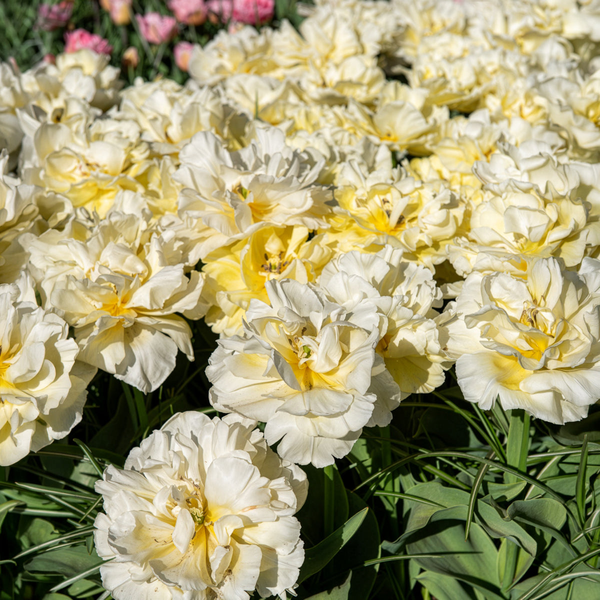 Dubbele vroege tulp Mondial -  - Willemse