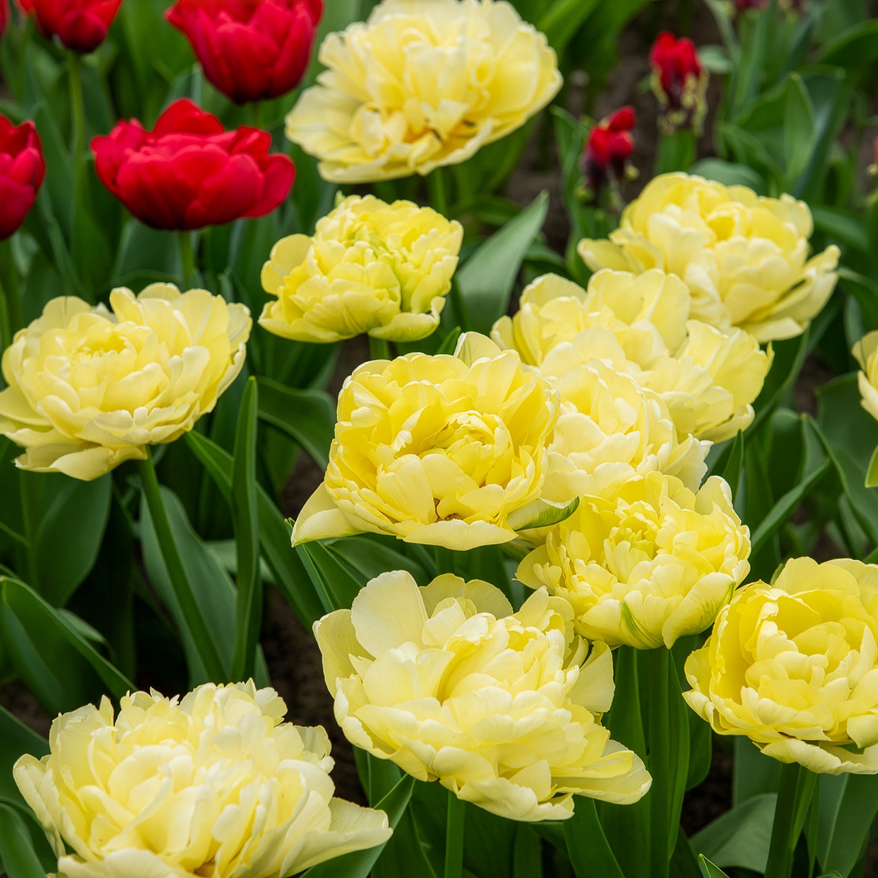 Tulpen - Dubbele vroege tulp Mondial - Tulipa Avant-garde