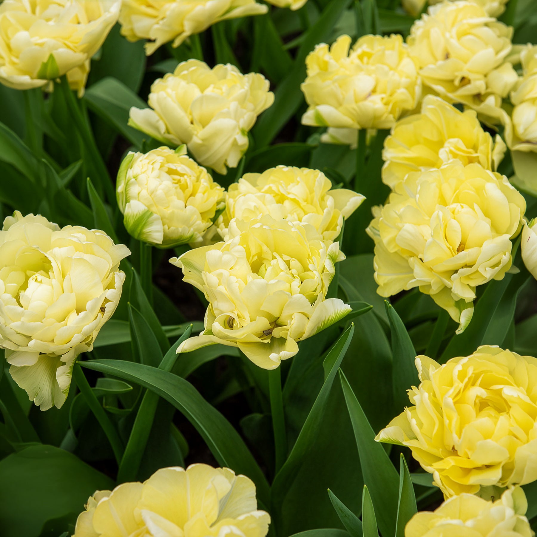 Tulipa Avant-garde - Dubbele vroege tulp Mondial - Tulpen