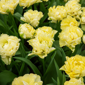 Tulipa Avant-garde - Dubbele vroege tulp Mondial - Tulpen