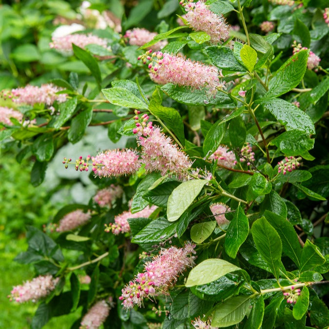 Schijnels 'Pink Spire' - Clethra alnifolia Pink Spire - Willemse