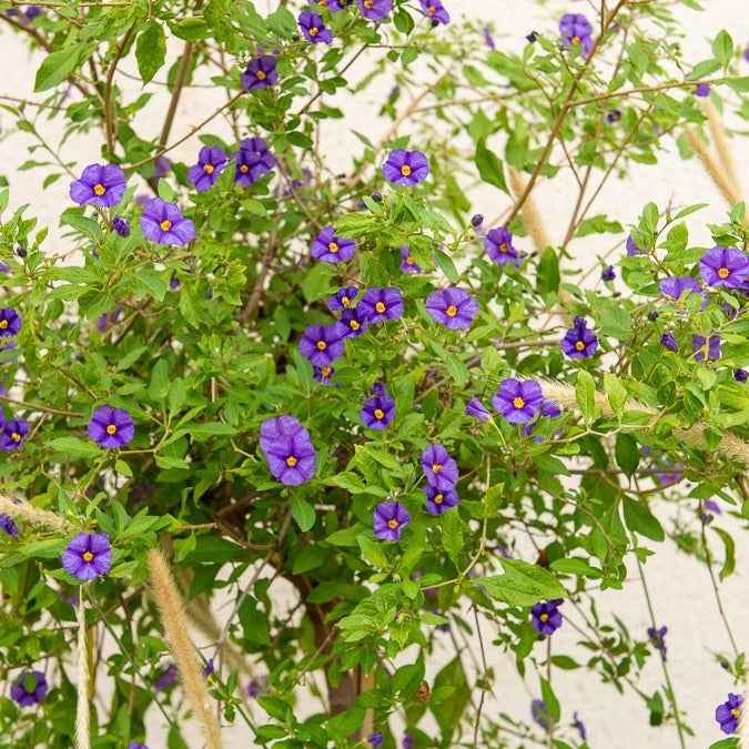 Nachtschade - Balkonstruiken - Willemse