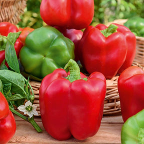 Paprika 'California Wonder' - Willemse