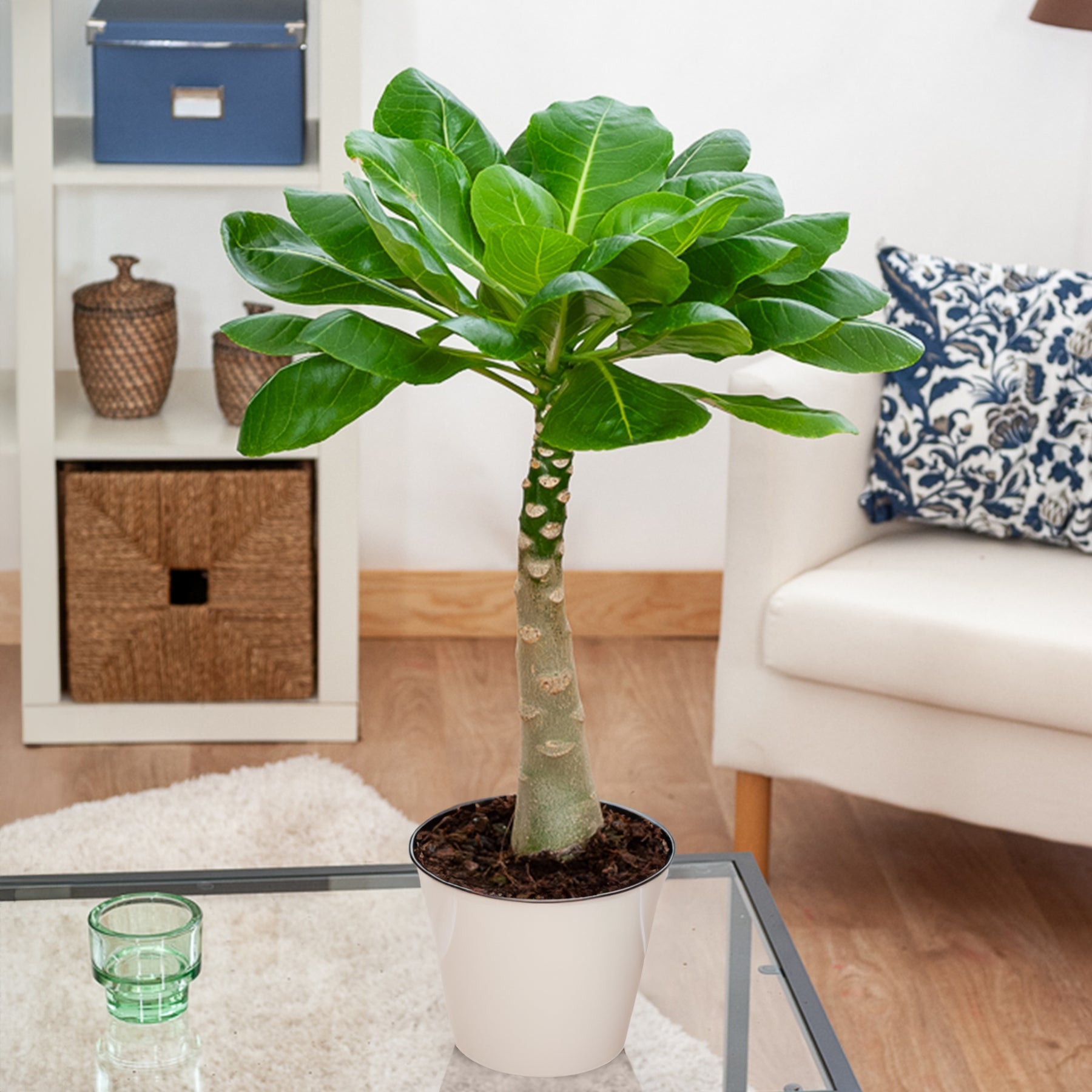 Brighamia insignis kirsten - Hawaii palm - Binnenpalmen