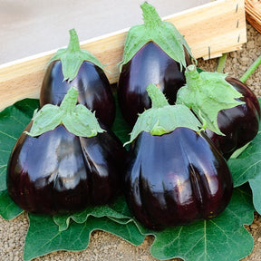 Aubergine 'Black Beauty' - Solanum melongena black beauty - Willemse