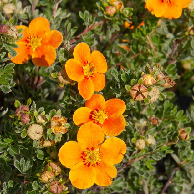 Ganzerik 'Hopley's Orange' - Potentilla fruticosa Hopley's Orange - Willemse