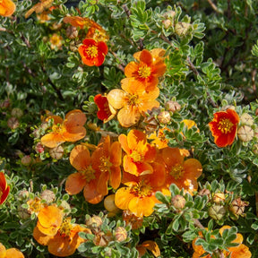 Ganzerik 'Hopley's Orange' - Willemse