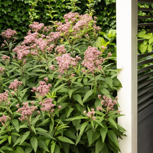 Leverkruid Atropurpureum - Eupatorium maculatum atropurpureum - Willemse