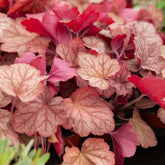 Heuchera georgia peach - Perperklokje 'Georgia Peach' - Heuchera - Purperklokje
