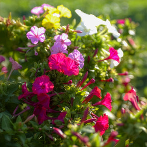 Nachtschone - Mix (x6) - Willemse