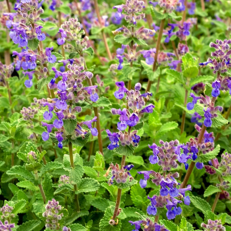 Kattekruid - Nepeta mussinii - Willemse