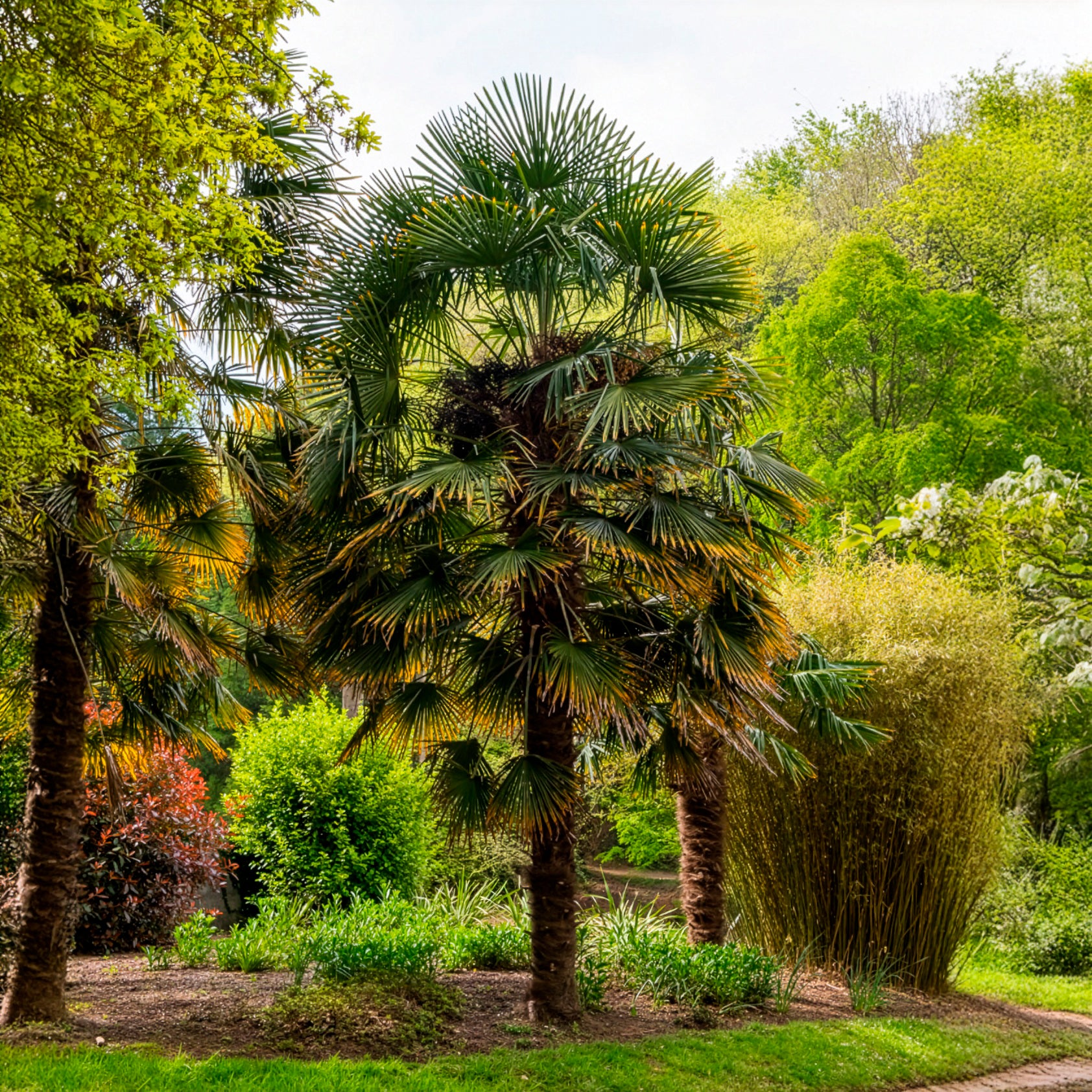 Chinese waaierpalm - Willemse
