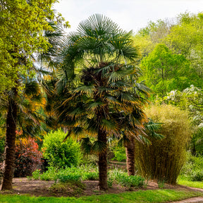 Chinese waaierpalm - Willemse