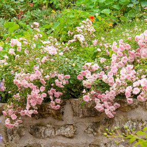 Verkoop Bodembedekkende roos 'The Fairy'® - Rosa polyantha 'The Fairy'