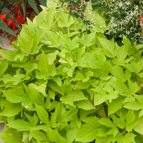 Ipomoea batatas 'sweet caroline green' - Groene zoete aardappel (x3) - Hangplanten voor terras en balkon