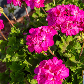 Geranium 'Dark Lilac' (x3) - Pelargonium zonale 'dark lilac' - Willemse
