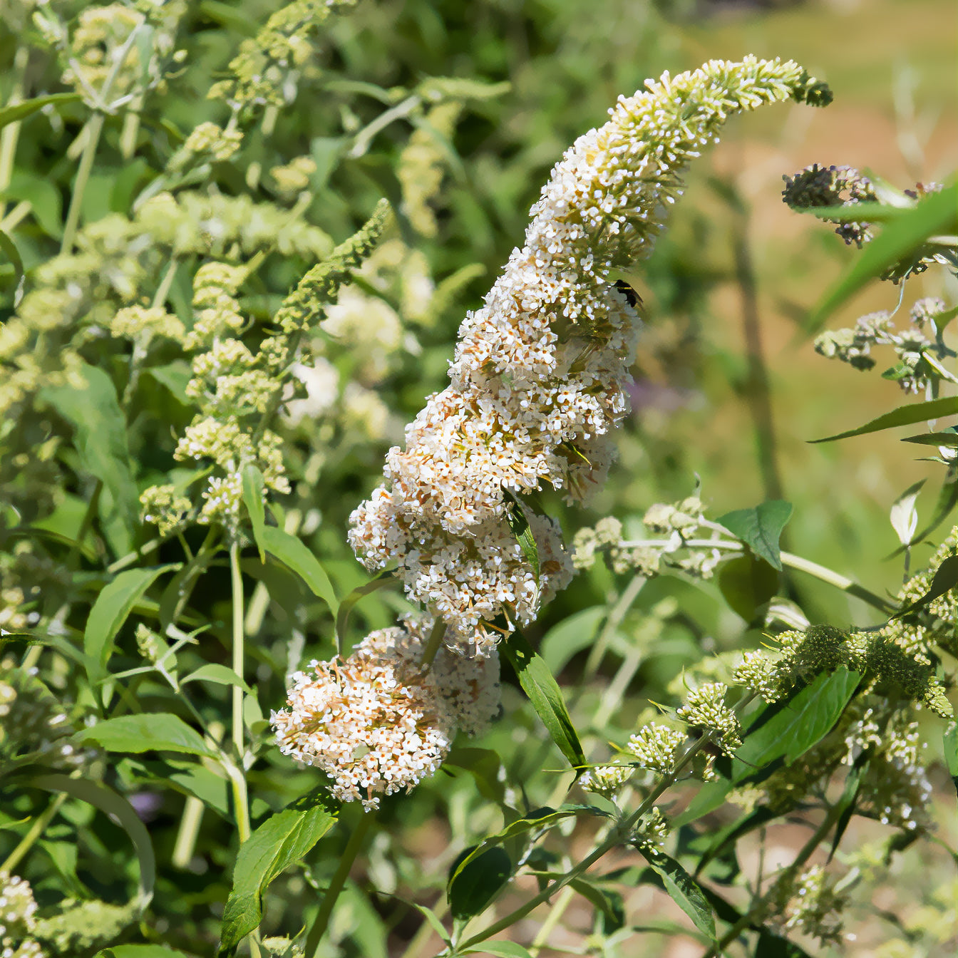 Vlinderstruik 'White Profusion' - Willemse