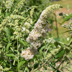 Vlinderstruik 'White Profusion' - Willemse