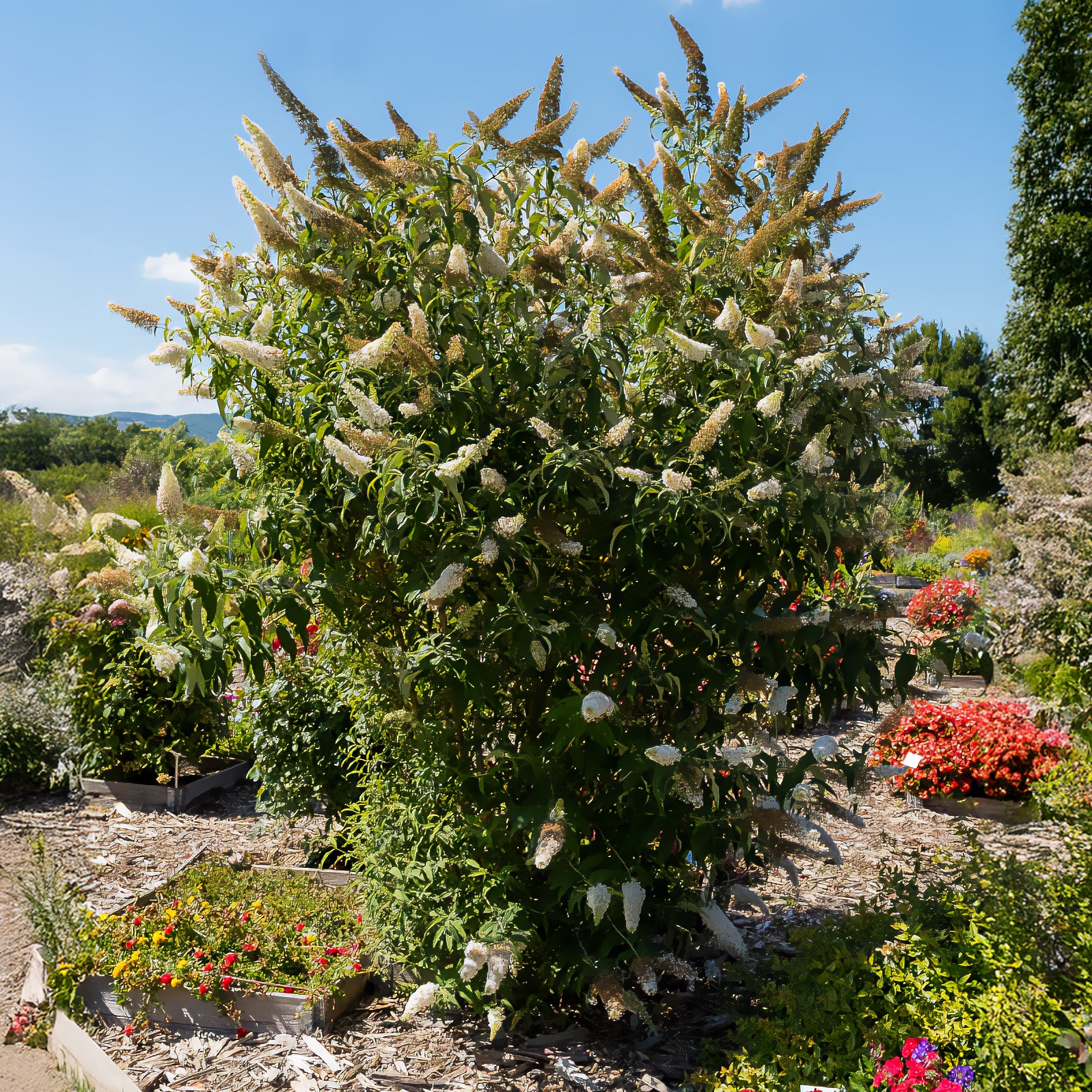 Vlinderstruik 'White Profusion' - Buddleja davidii white profusion - Willemse