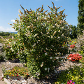 Vlinderstruik 'White Profusion' - Buddleja davidii white profusion - Willemse