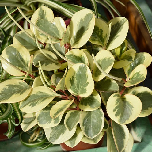 Pepromia Obtipan Bicolor - Peperomia obtusifolia Obtipan Bicolor - Willemse