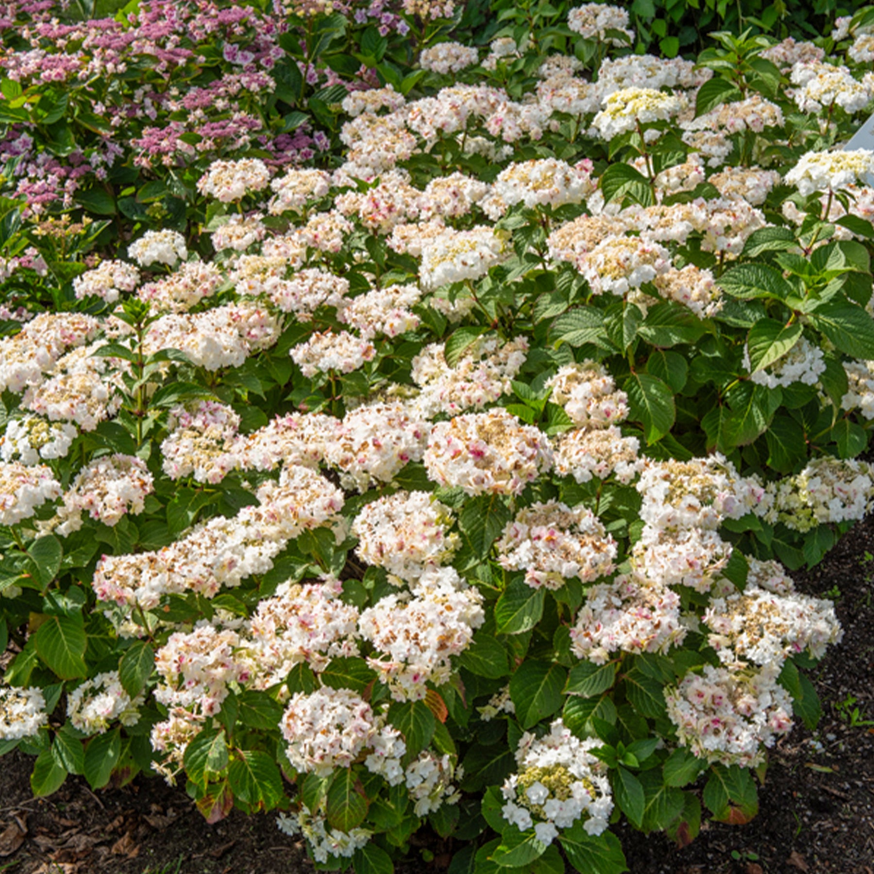 Hortensia Doppio Bianco - Hydrangea macrophylla Doppio Bianco - Willemse