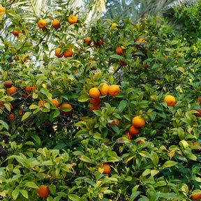 Mandarijnboom - Citrusvruchten - Willemse