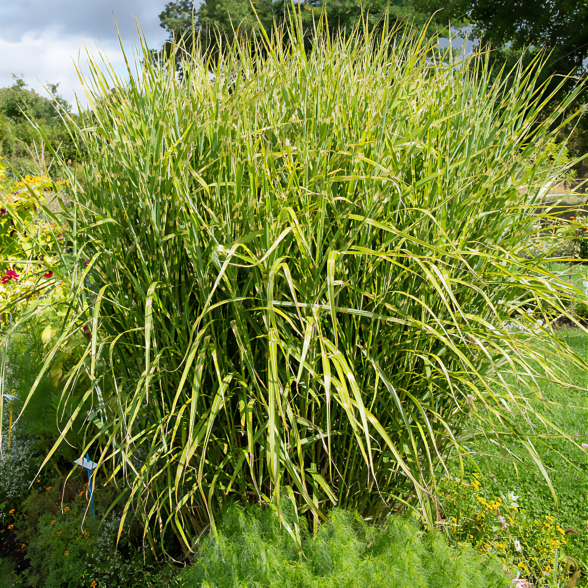 Prachtriet Zebrinus Prachtriet - Miscanthus sinensis Zebrinus - Willemse