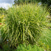 Prachtriet Zebrinus Prachtriet - Miscanthus sinensis Zebrinus - Willemse