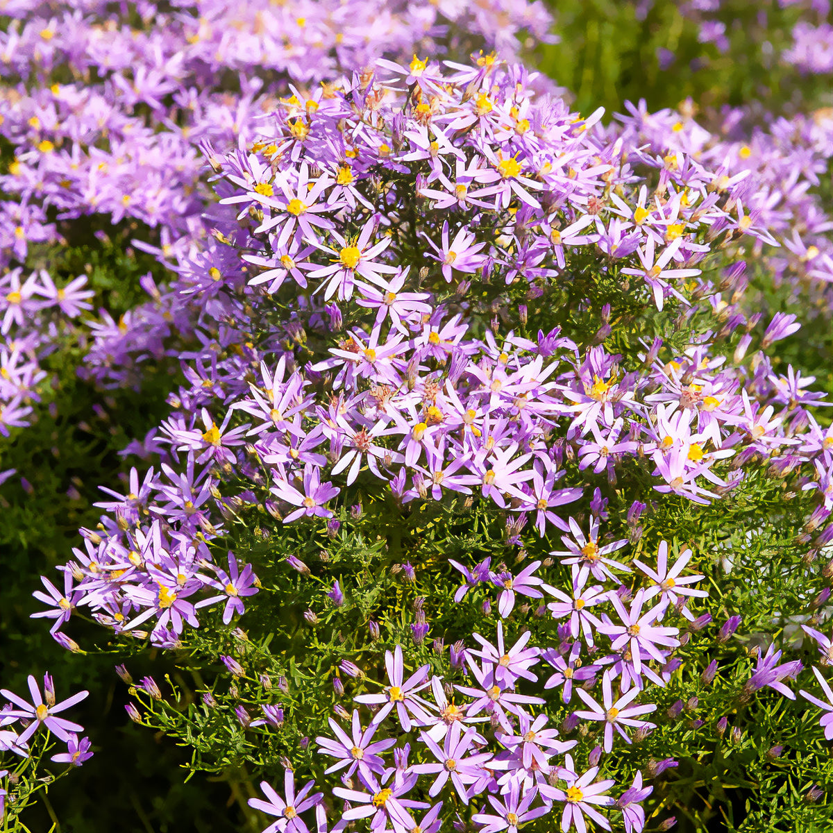 Aster sedifolius 'Nanus' - Willemse