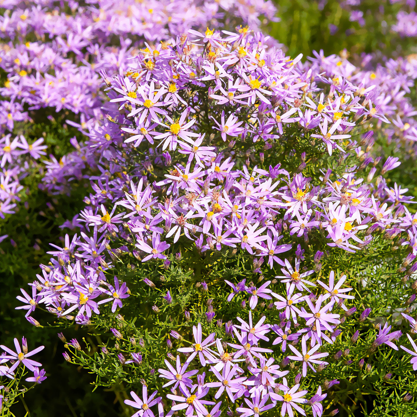 Aster sedifolius 'Nanus' - Willemse
