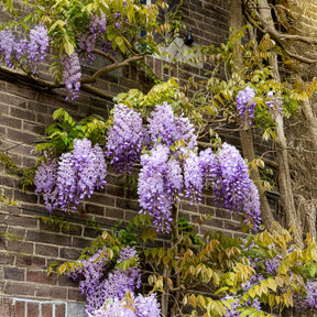 Wisteria - Blauwe regen 'Prolific' - Wisteria sinensis 'prolific'