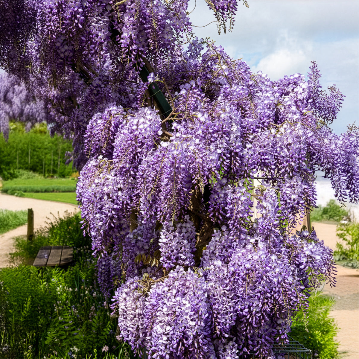 Blauwe regen 'Prolific' - Wisteria sinensis Prolific - Willemse