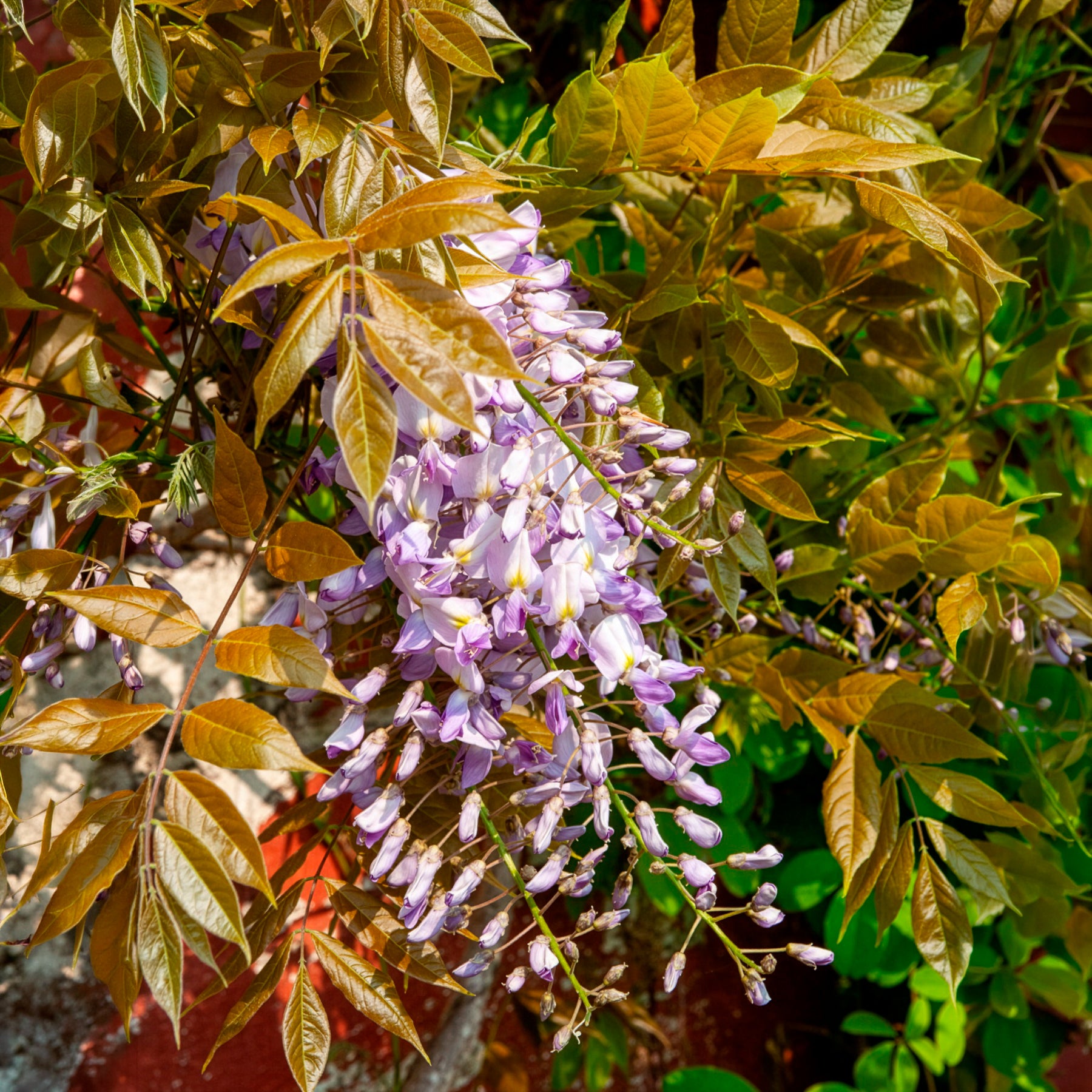Blauwe regen Wisteria 'Caroline'