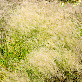 Ruwe smele - Willemse