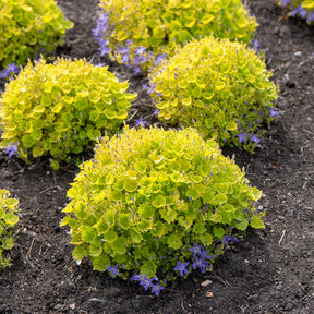 Gouden Dickson's Klokje - Campanula garganica dicksons gold - Willemse