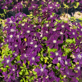 Clematis - Bosrank 'Warszawska Nike' - Clematis Warszawska Nike