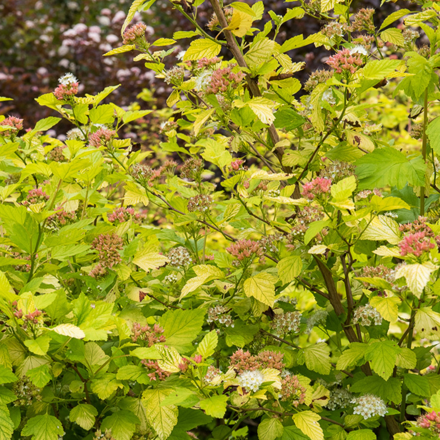 Blaasspirea 'Darts Gold' - Willemse