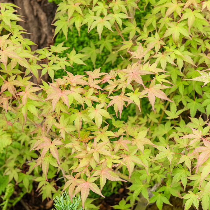 Verkoop Japanse esdoorn 'Beni-maiko'