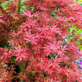 Japanse esdoorn 'Shaina' - Acer palmatum Shaina - Willemse