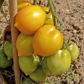 Tomaat 'Lemon Tree' - Solanum lycopersicum lemon tree - Willemse