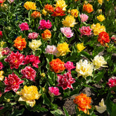 Dubbelbloemige tulp Mix 'Murillo'